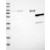 Western Blot: MMP8 Antibody [NBP1-85576] Lane 1: Marker [kDa] 230, 130, 95, 72, 56, 36, 28, 17, 11 | Lane 2: RT-4 | Lane 3: U-251 MG | Lane 4: Human Plasma | Lane 5: Liver | Lane 6: Tonsil